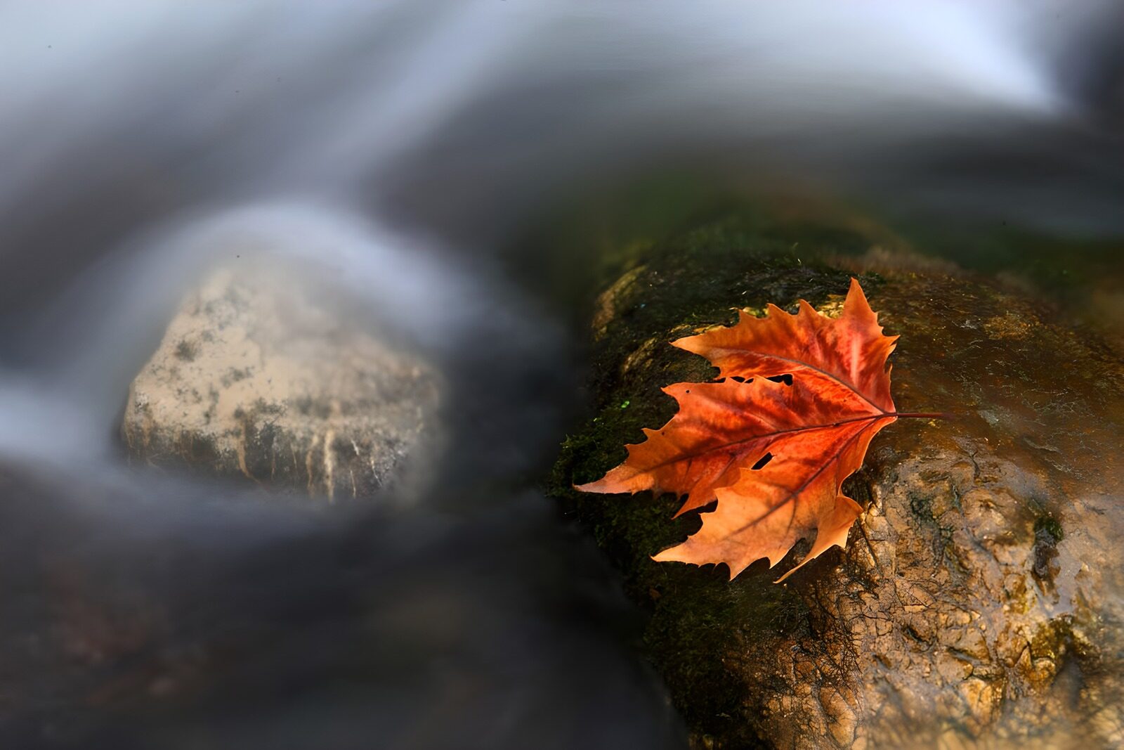 CW7730460: Herfstblad op een steen in stromend water