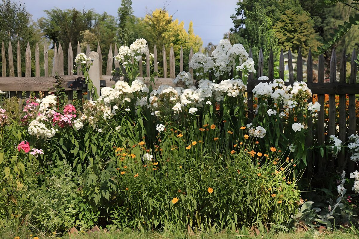 Kleurrijke Bloemen bij een Houten Omheining