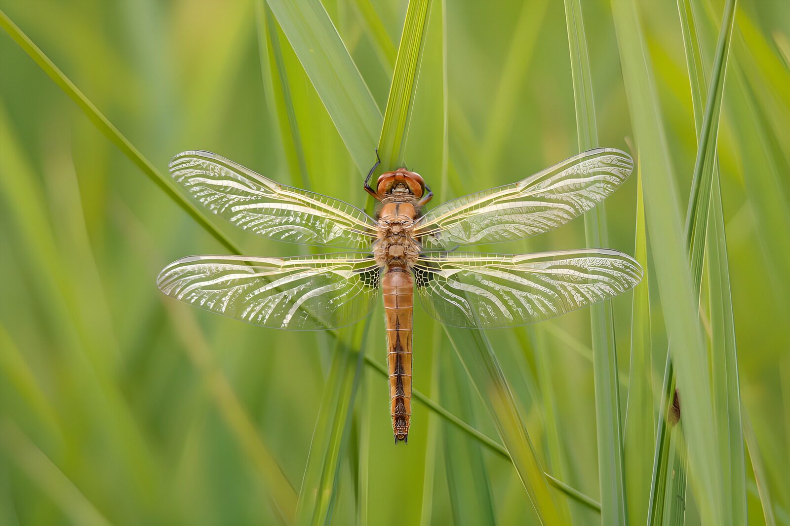 CW6343195: Libelle rustend op grasblad