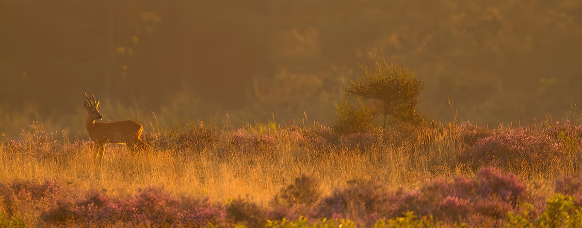 Elegante roebuck in de ochtendgloren