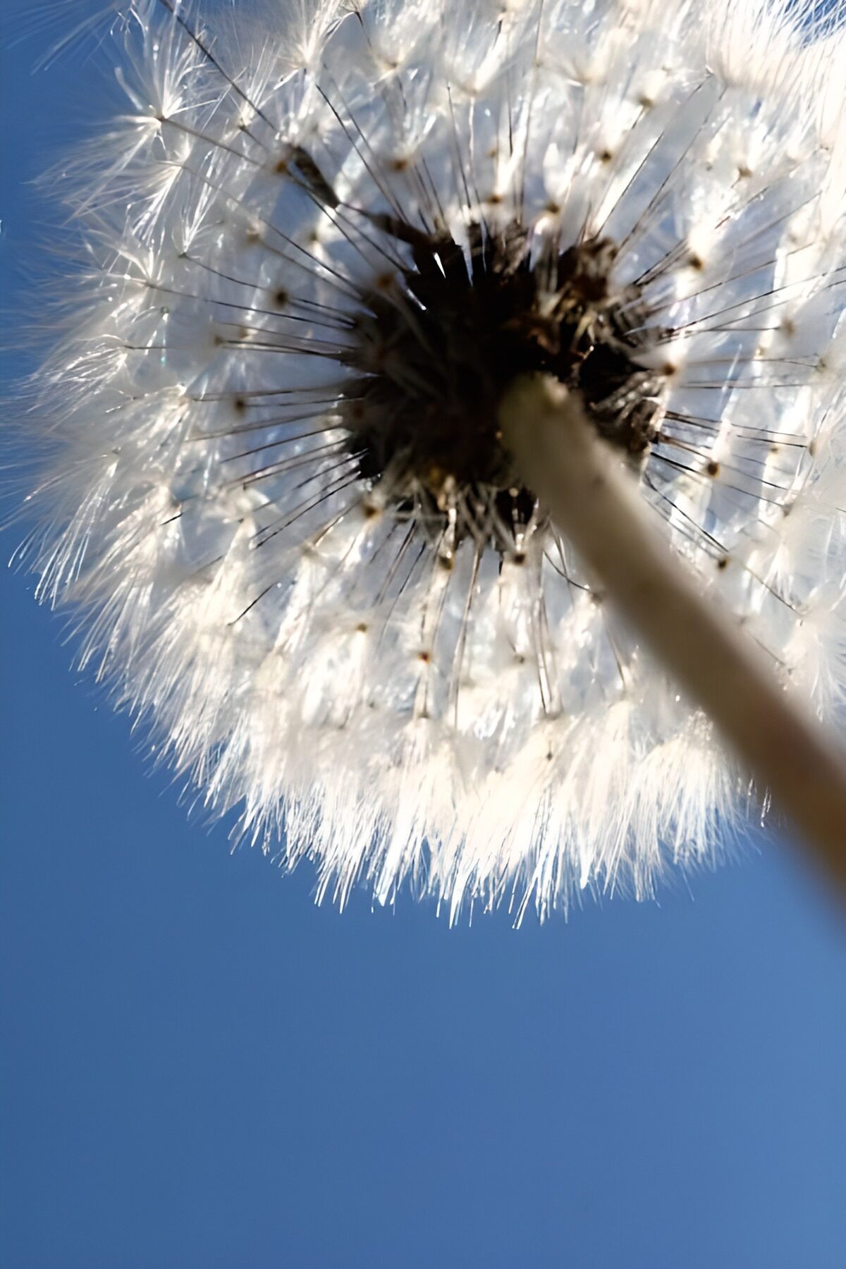 Witte paardenbloem tegen de blauwe lucht