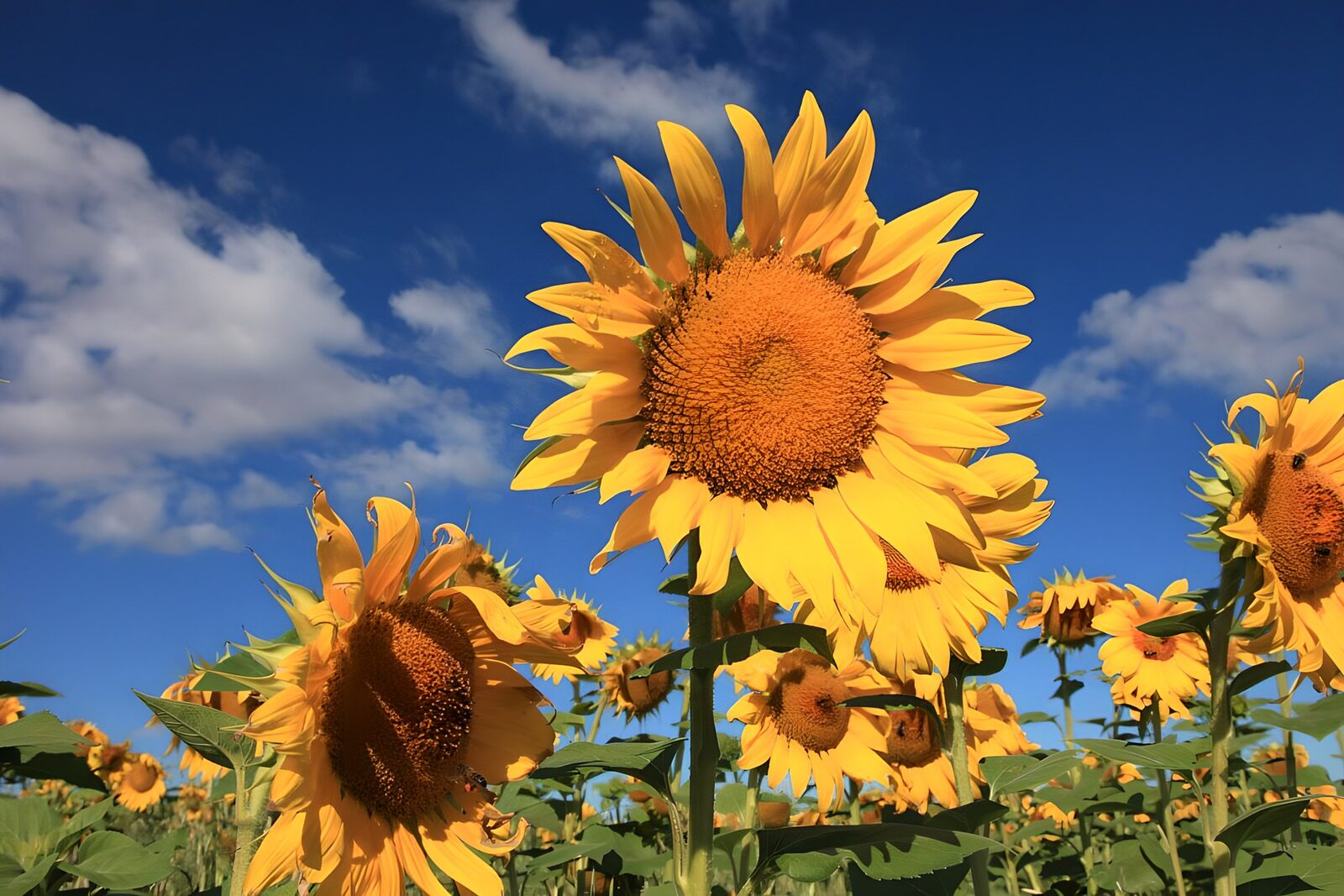 CW9912414: Stralende Zonnebloemen onder een Blauwe Lucht