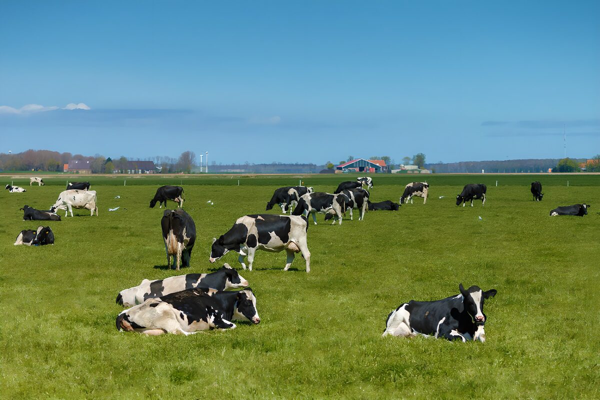 Gelukkige koeien in groene weide