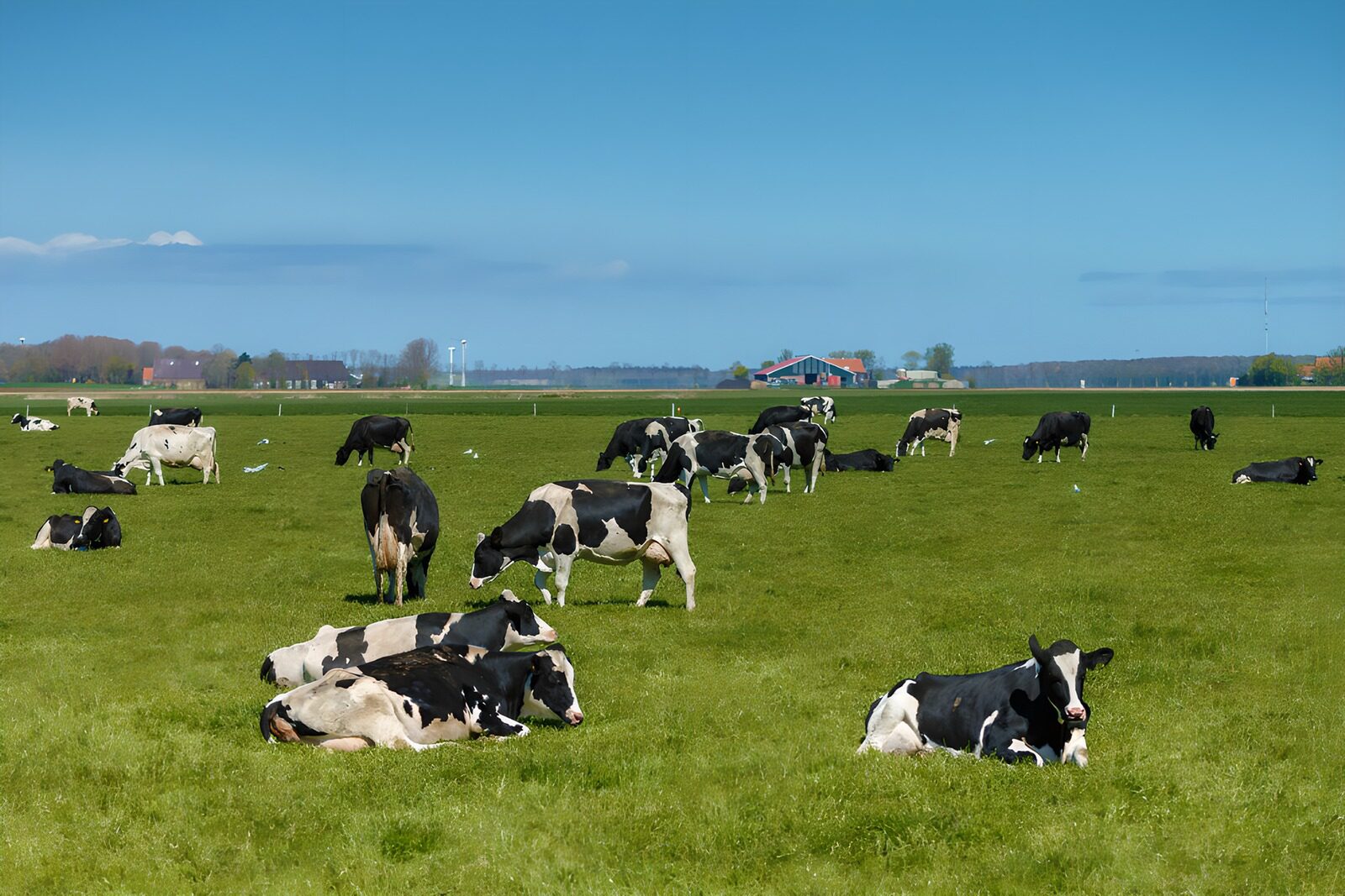 CW5641943: Gelukkige koeien in groene weide