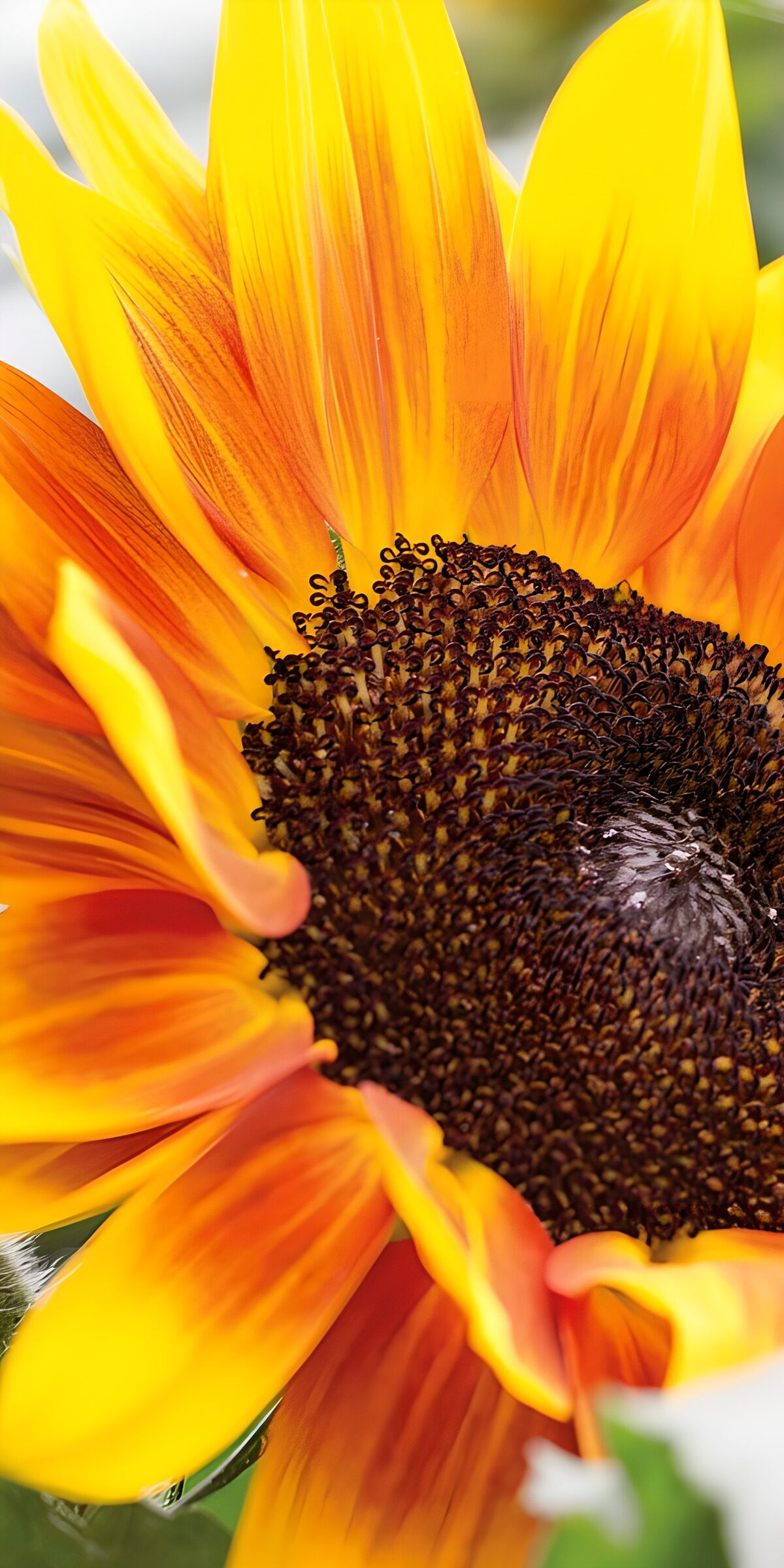 CW2568160: Stralende Zonnebloem in Warmte