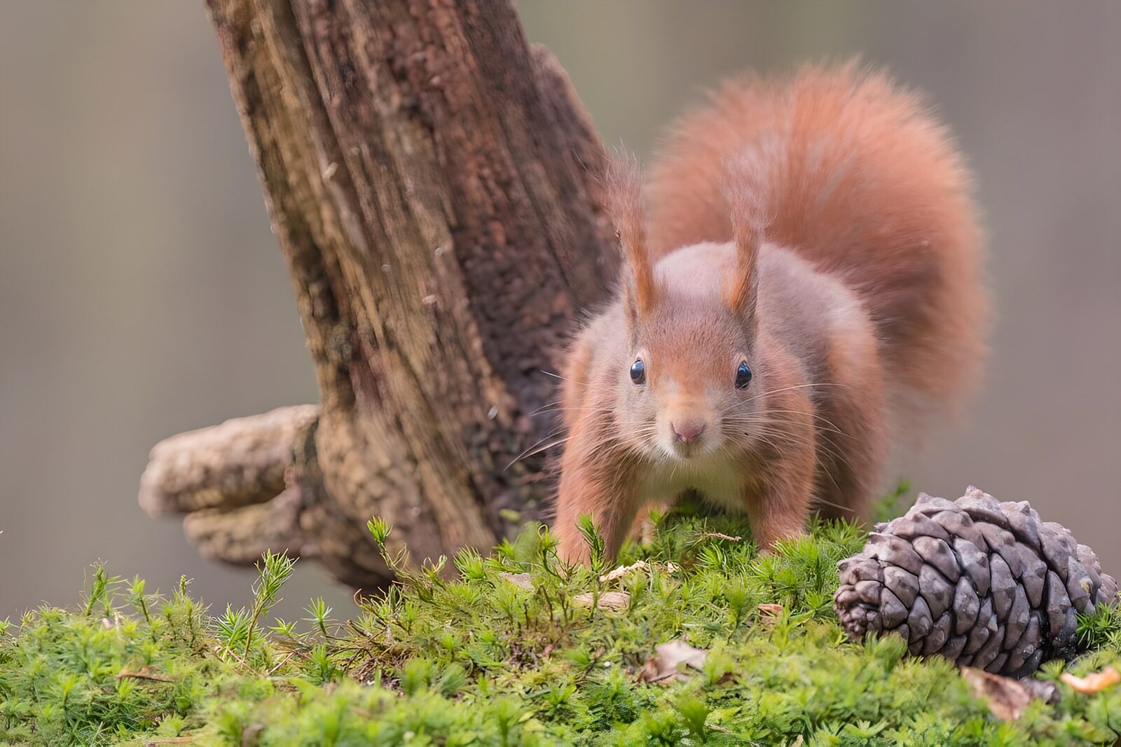 CW9799208: Schattige eekhoorn in het bos