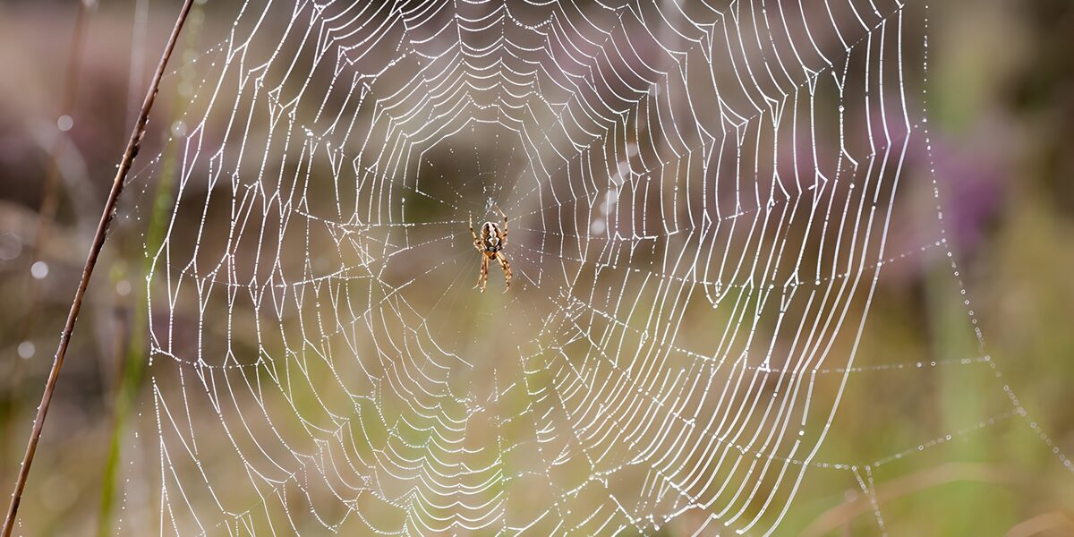 Verborgen schoonheid van een spinnenweb