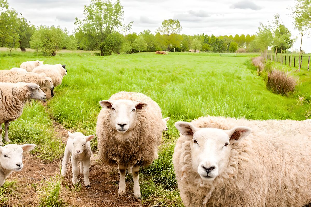 Schapen op het groene grasland
