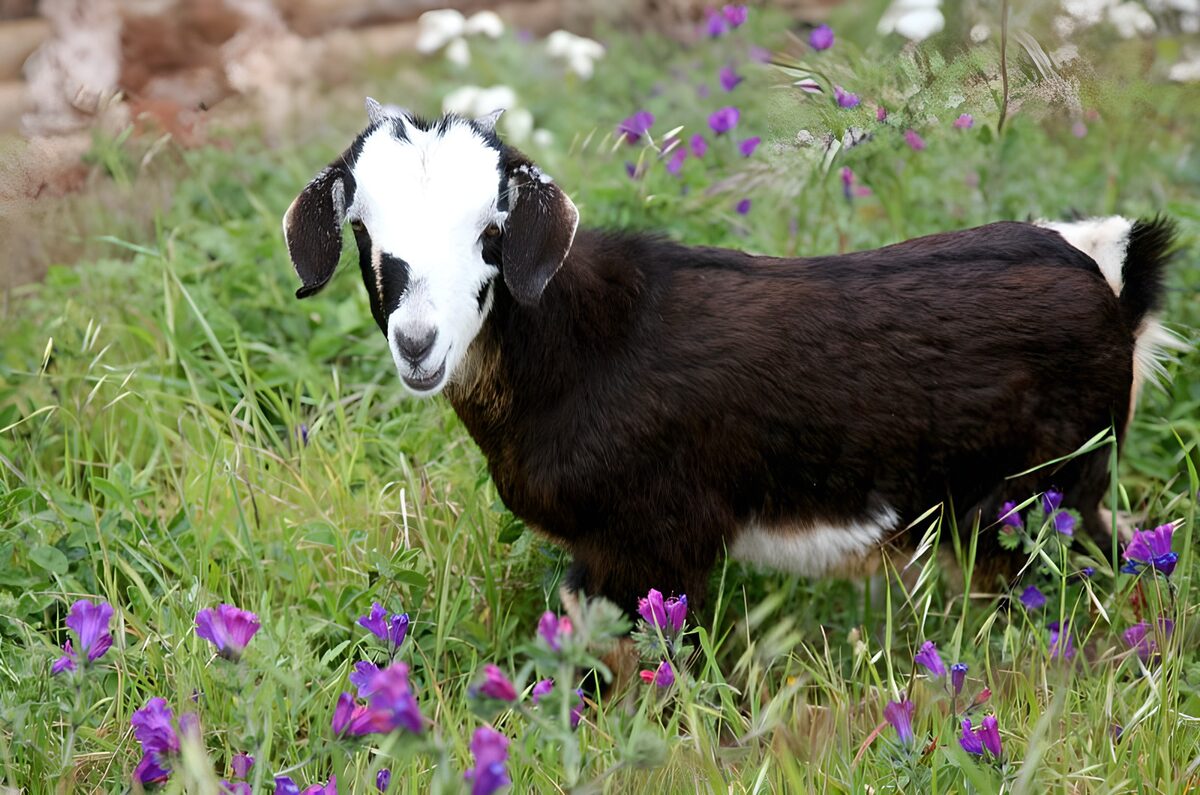 Schattige geitjes in bloeiende wei