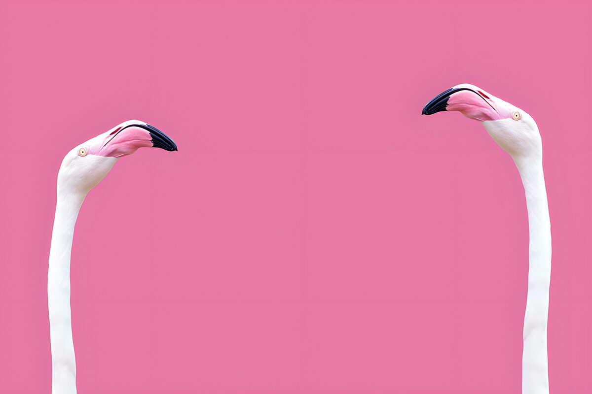 Twee Flamingo's op een Roze Achtergrond