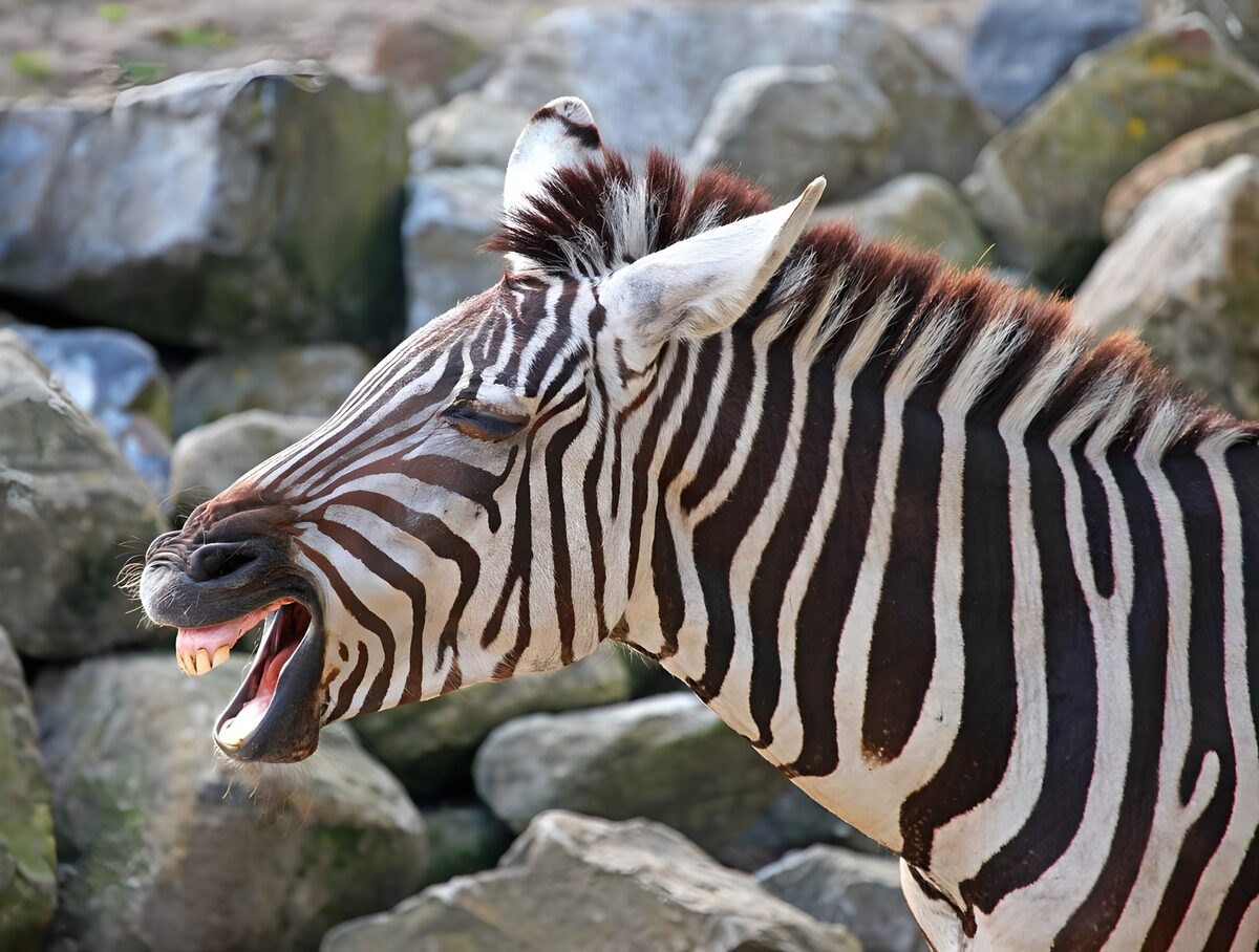Lachende zebra tussen stenen