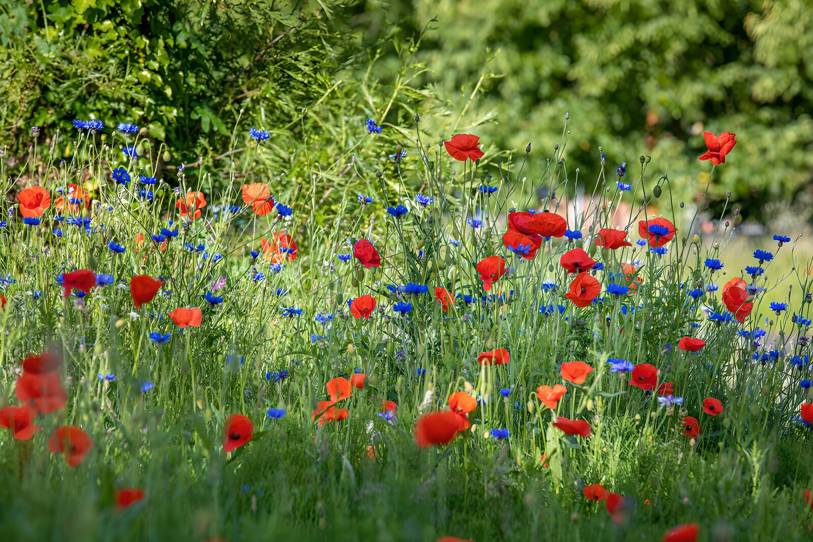 CW4939692: Bloembed van klaprozen en korenbloemen
