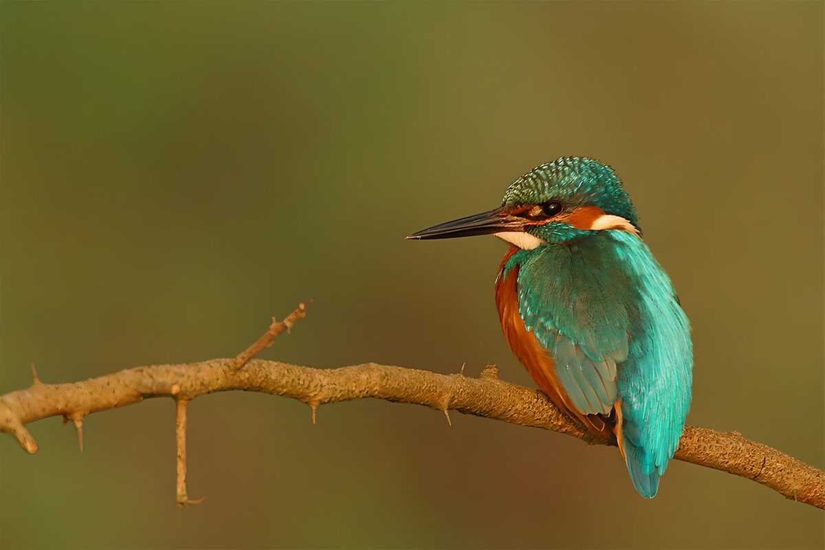 Groene ijsvogel op tak