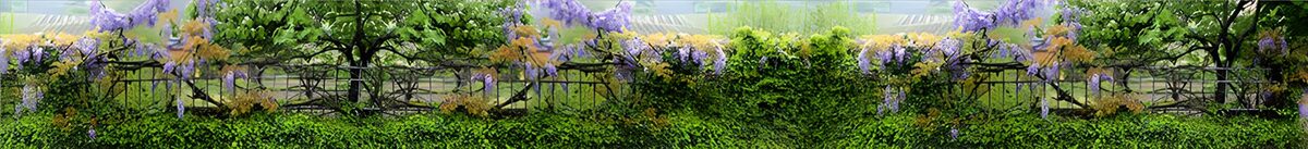 CW4189041: Prachtige Wisteria langs een Hek