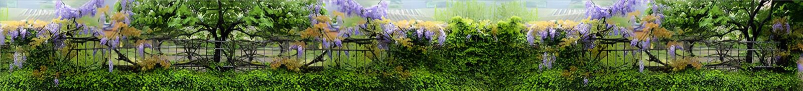 CW4189041: Prachtige Wisteria langs een Hek