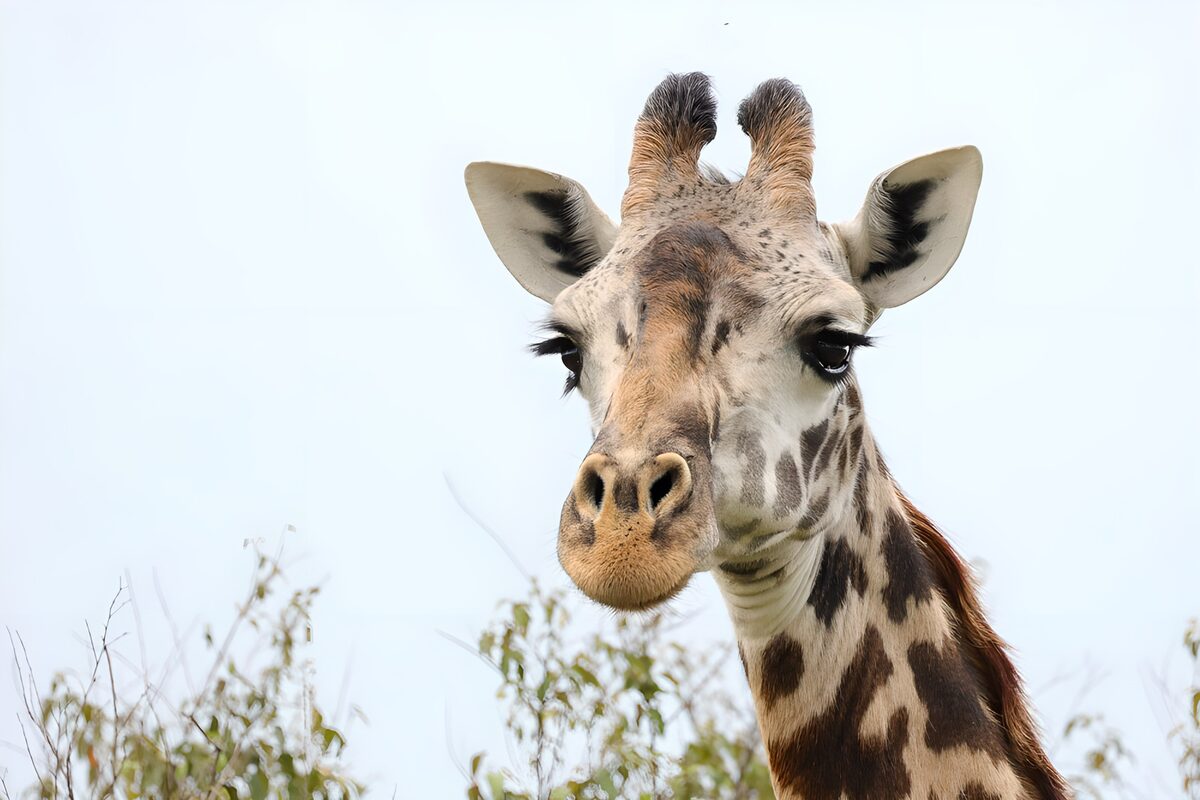 Aandoenlijke giraffe in het wild