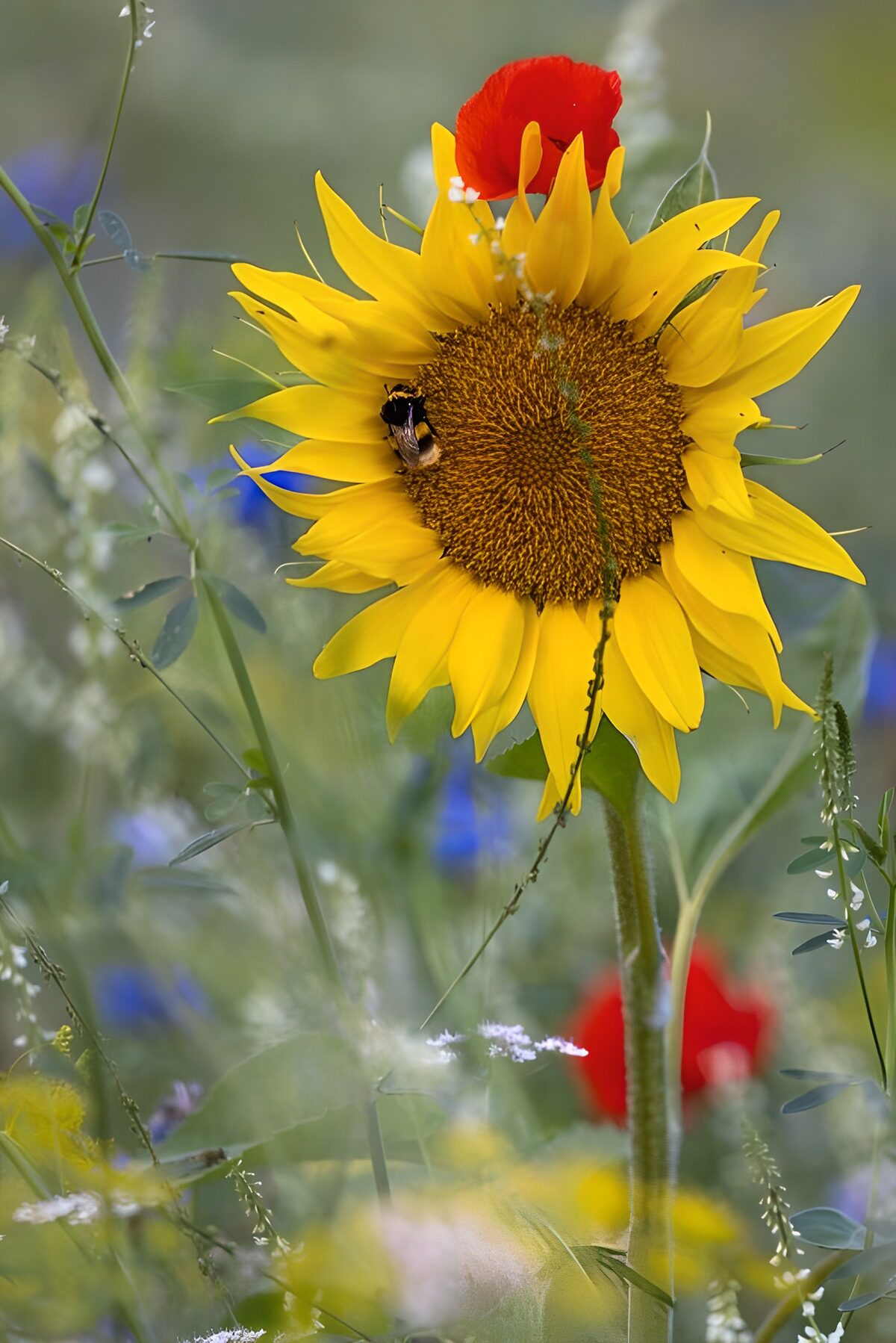 CW1884656: Zonovergoten zonnebloem in bloementuin