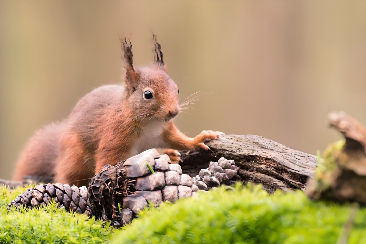 Schattig eekhoorntje op een stam