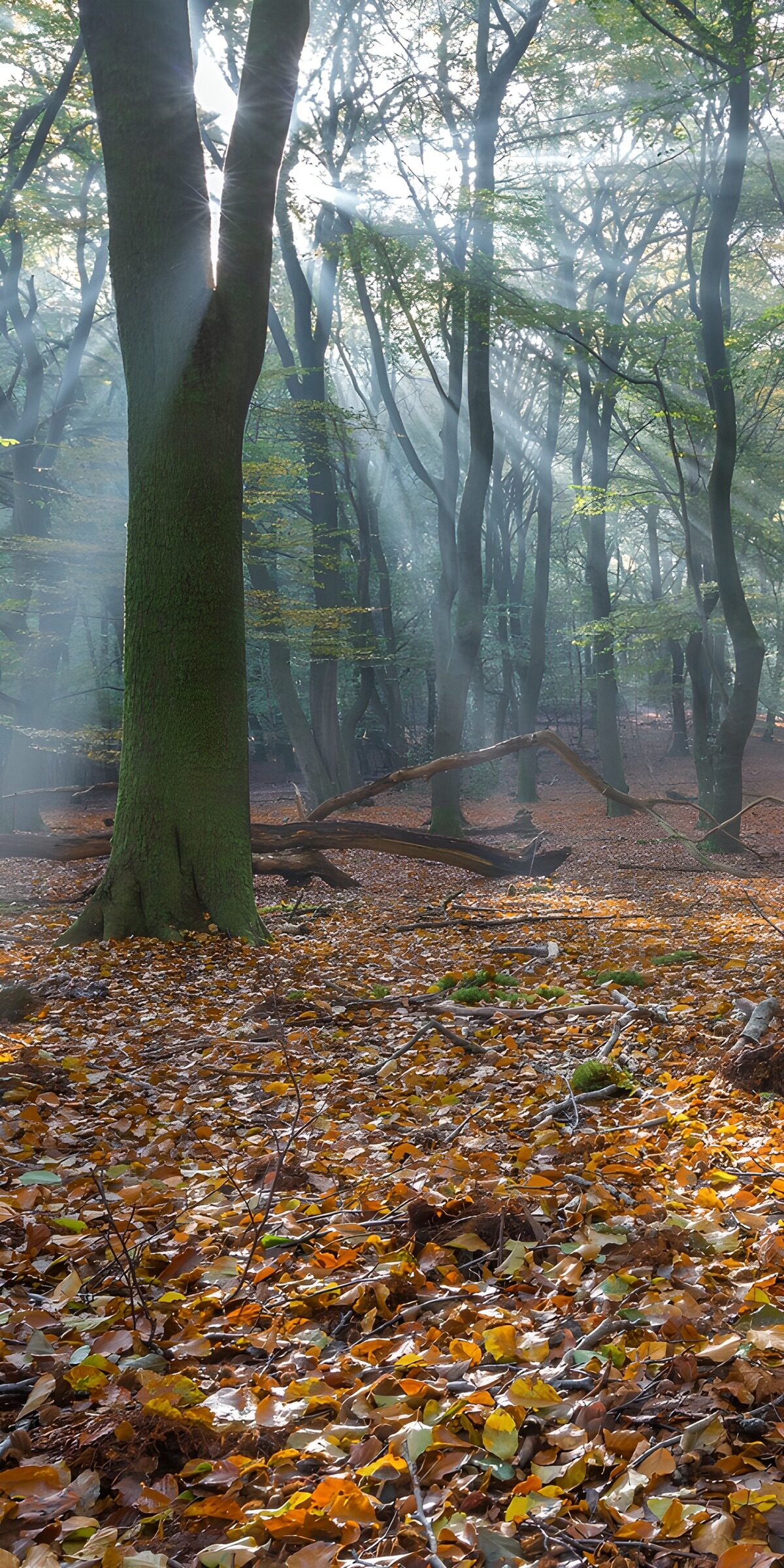 Mistig Bos met Zonnestralen