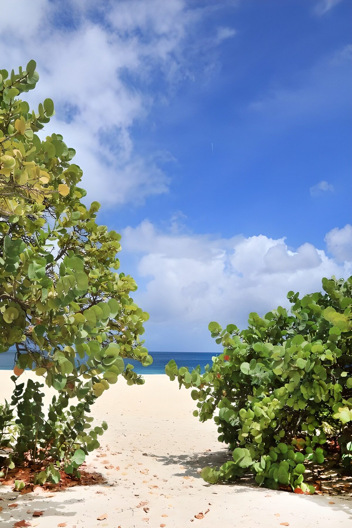 CW1172413: Zichten op een zonnig strand