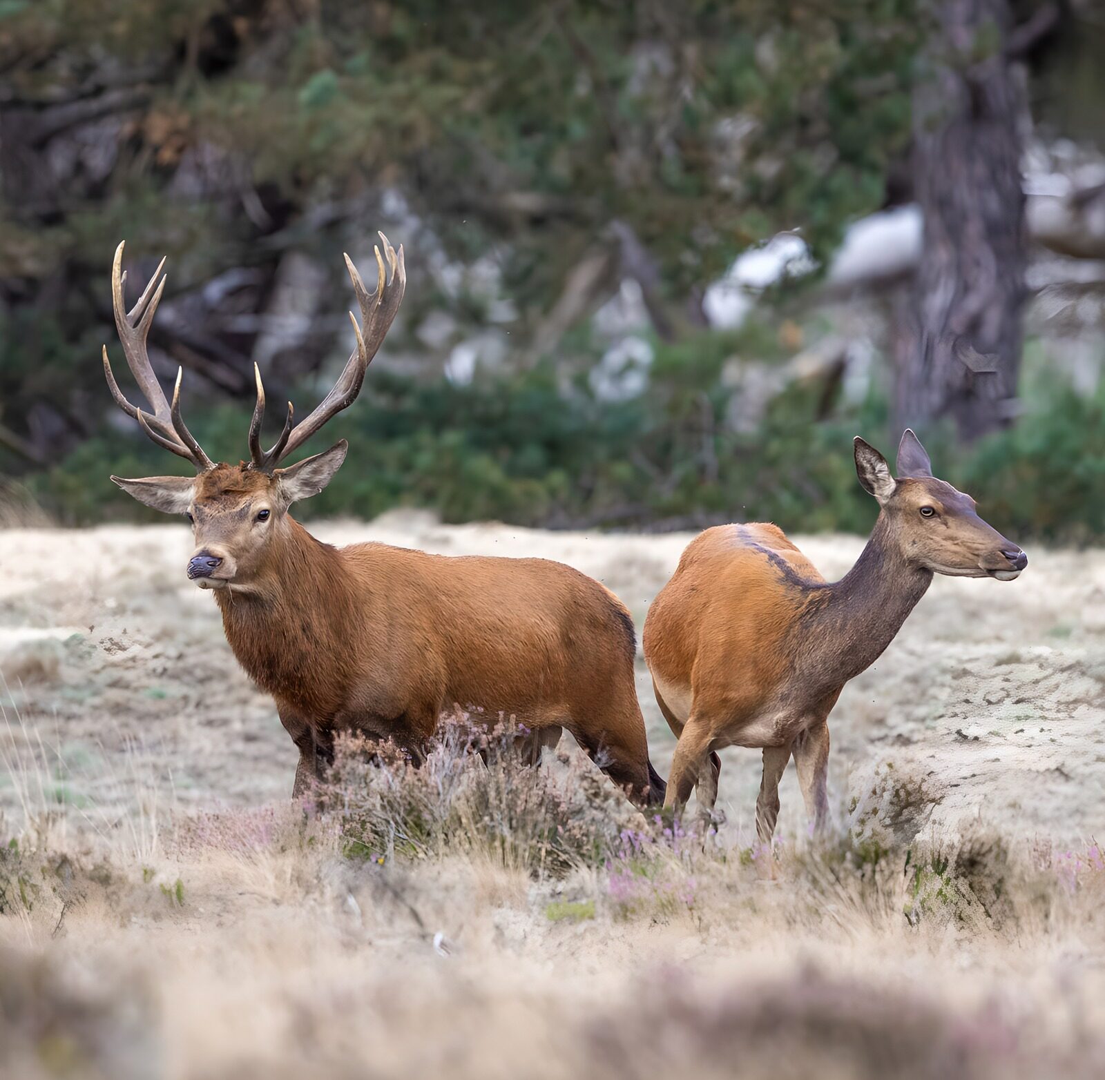 CW4971438: Herten in het natuurgebied