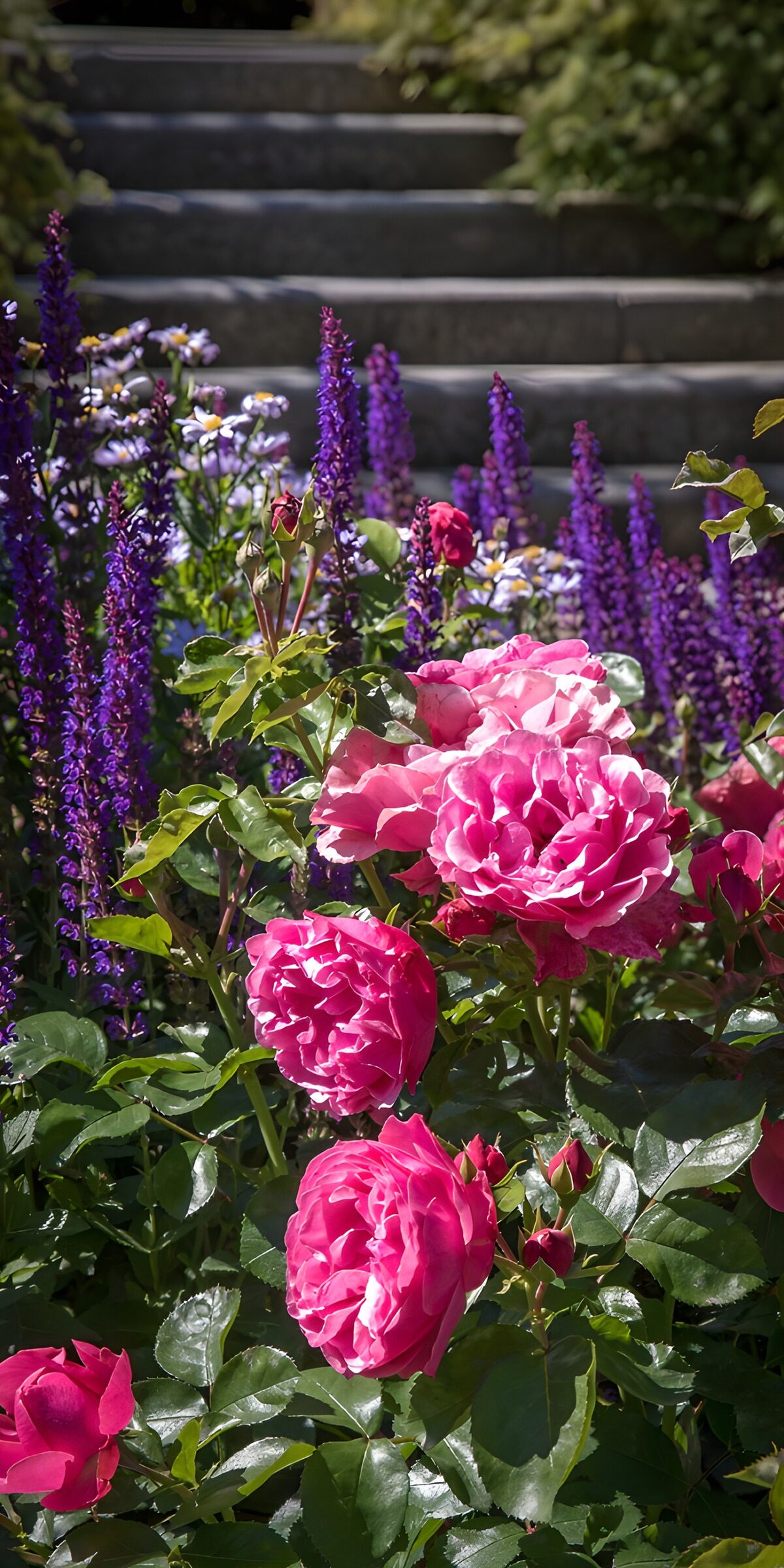 CW1949319: Rozen in een kleurrijke tuin
