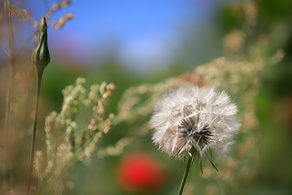 Prachtige dandelion tegen blauwe lucht