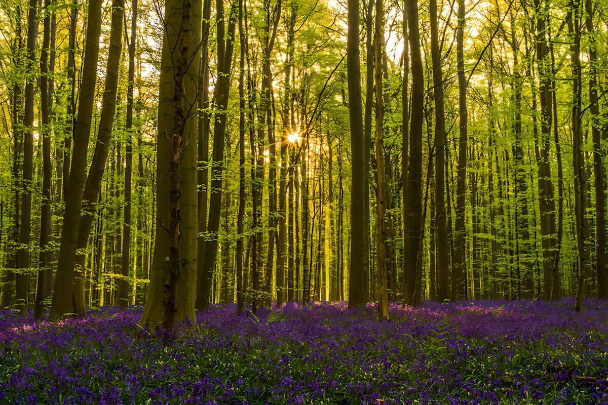 CW2627598: Bloeiende bossen in de lente