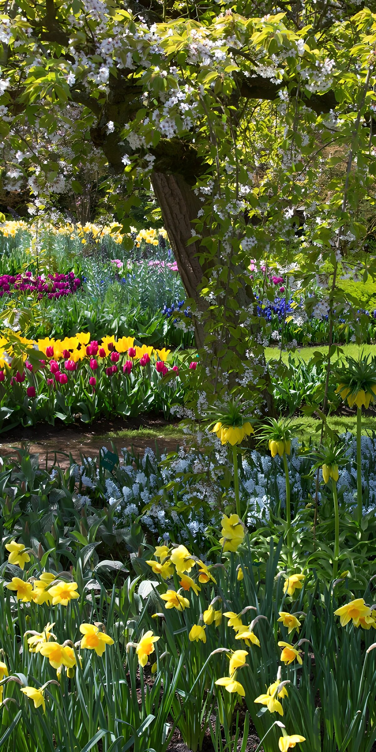 CW3875692: Kleurrijke Lente in de Tuin