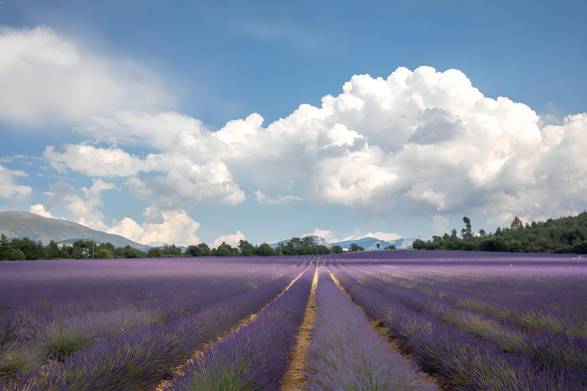 Prachtig Lavendelveld onder een Blauwe Lucht