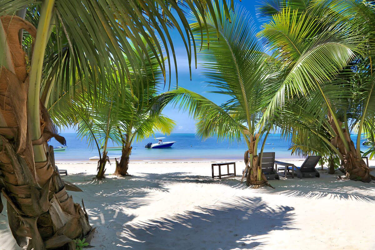 CW8528033: Tropisch paradijs met palmbomen