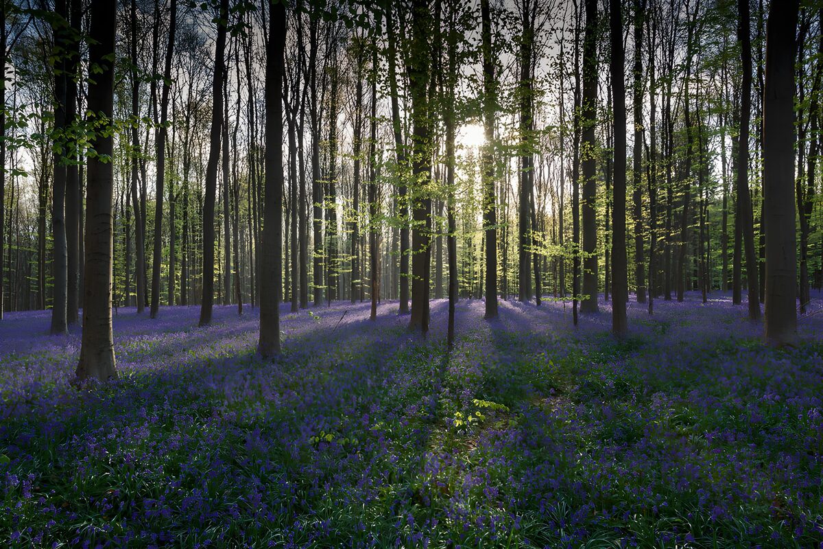 CW8603364: Betoverend Bloemendek in het Bos