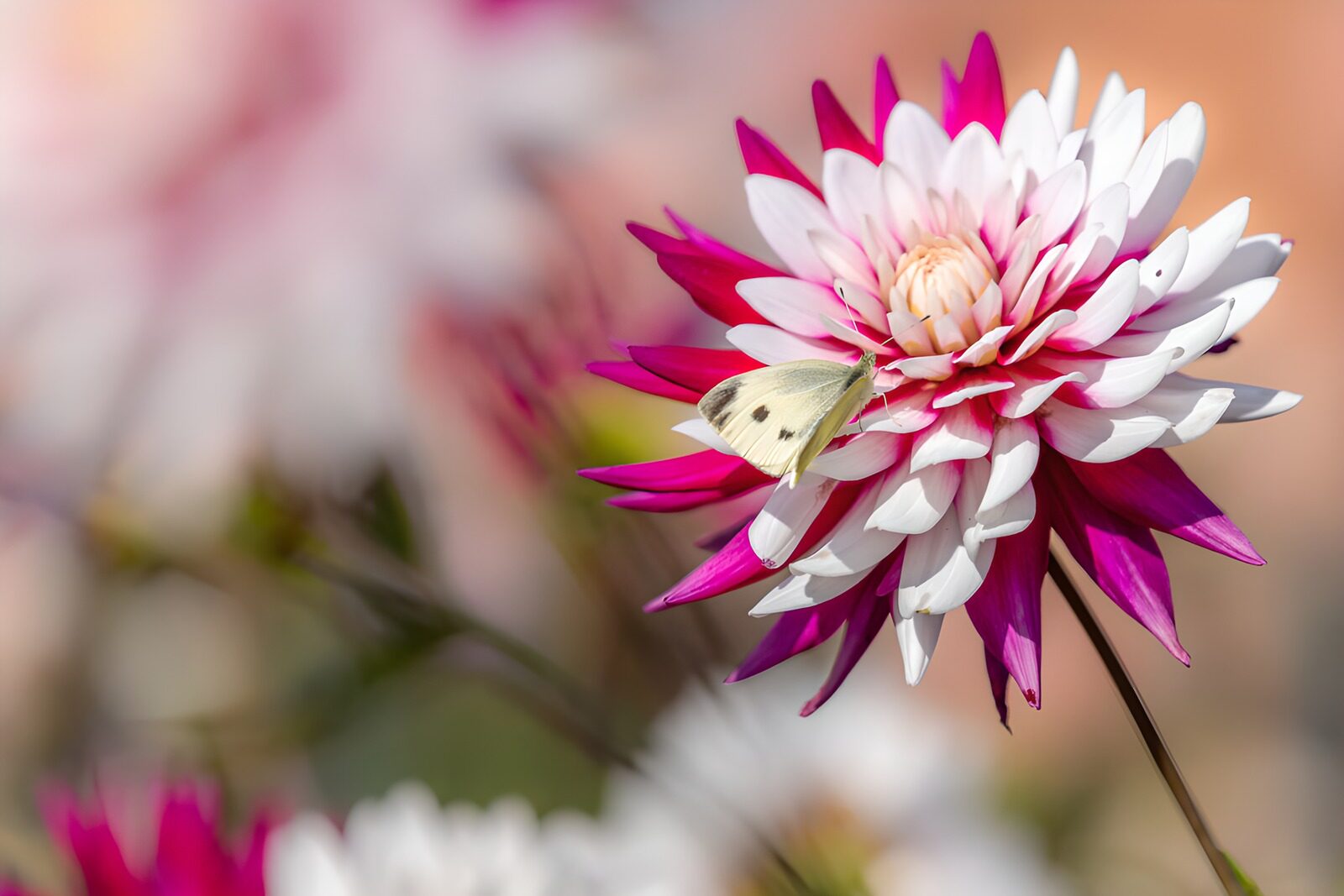 CW4557169: Vlinder op kleurrijke dahlia