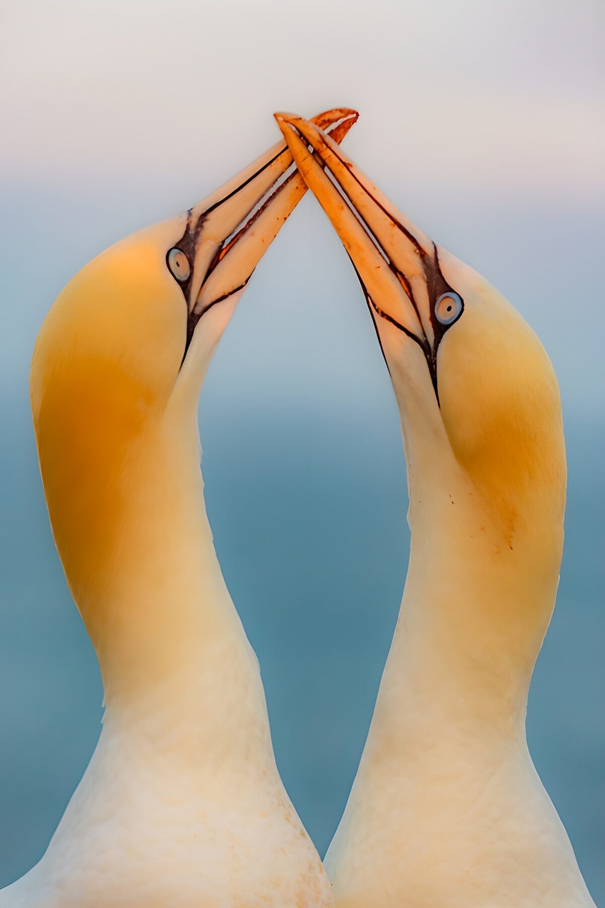 CW3145859: Twee vogels in harmonie