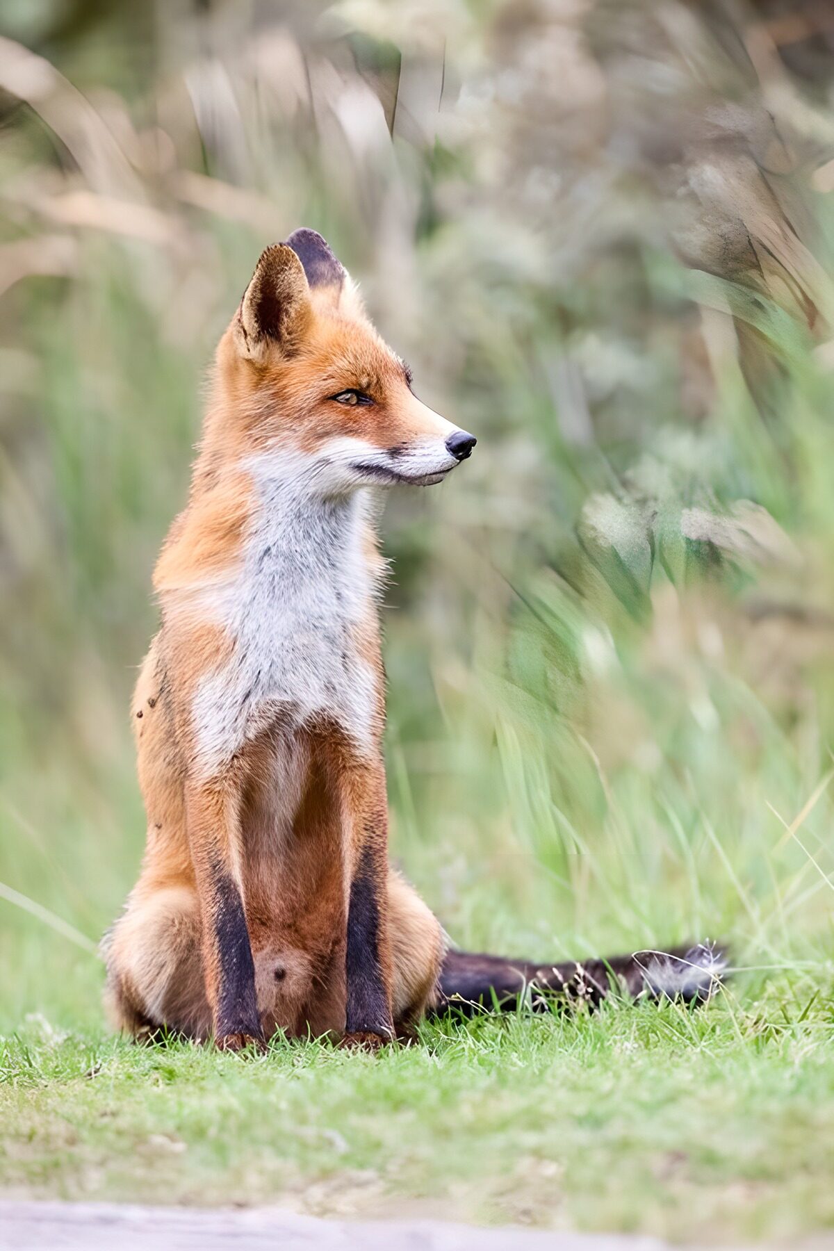 CW2483589: Waakzame vos in de natuur