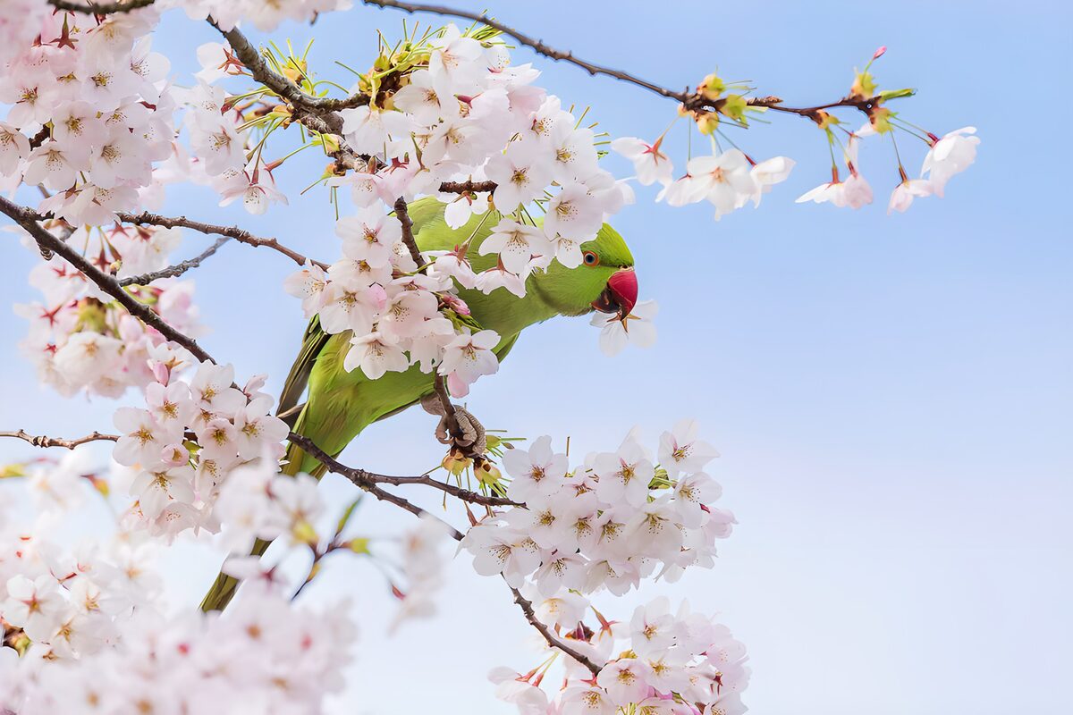 Groene papegaai tussen bloesems