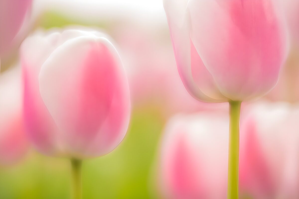 Zachte Roze Tulpen in de Lente