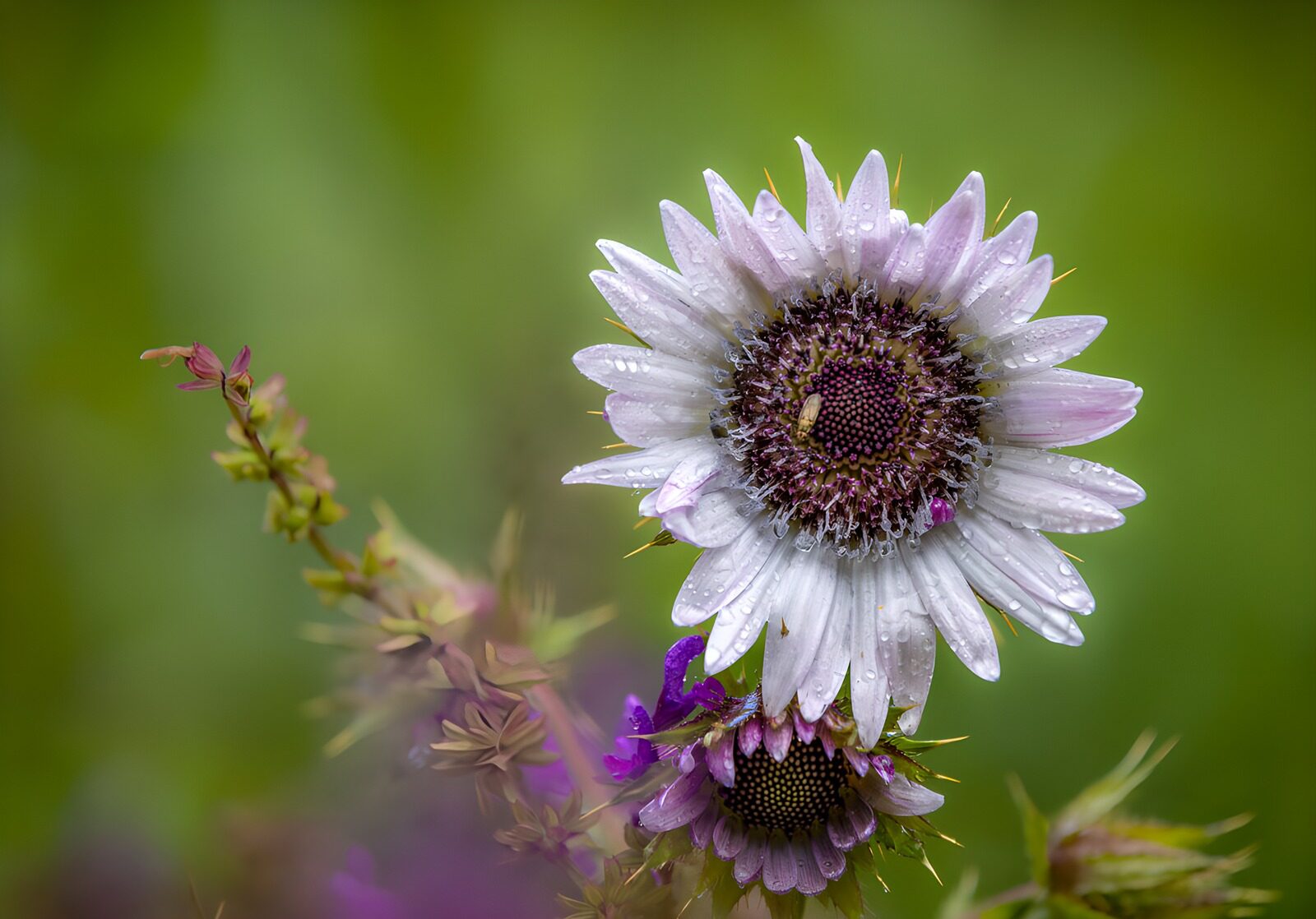 CW1432552: Druppel op wilde bloem