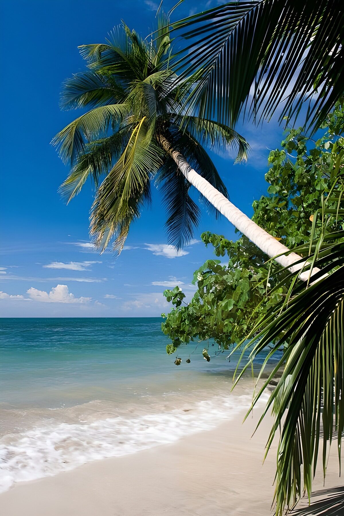 CW1248212: Tropisch Strand met Palmbomen