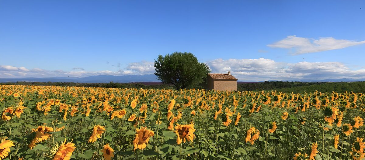 Zonnebloemenveld onder een heldere lucht