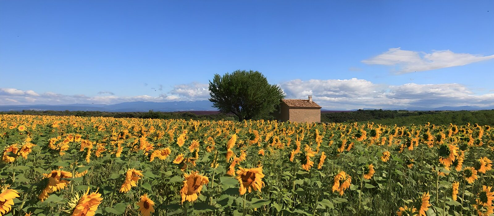 CW6031919: Zonnebloemenveld onder een heldere lucht
