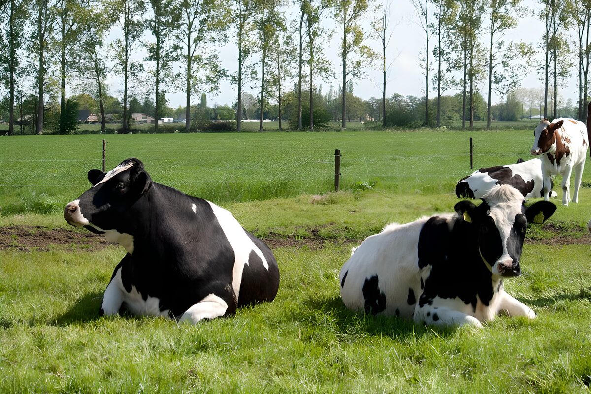 Rustende Koeien op het Veld