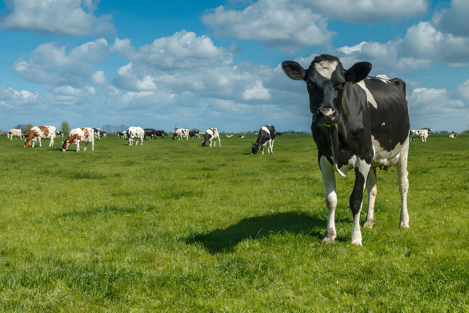 CW9924802: Een rustige dag op de boerderij