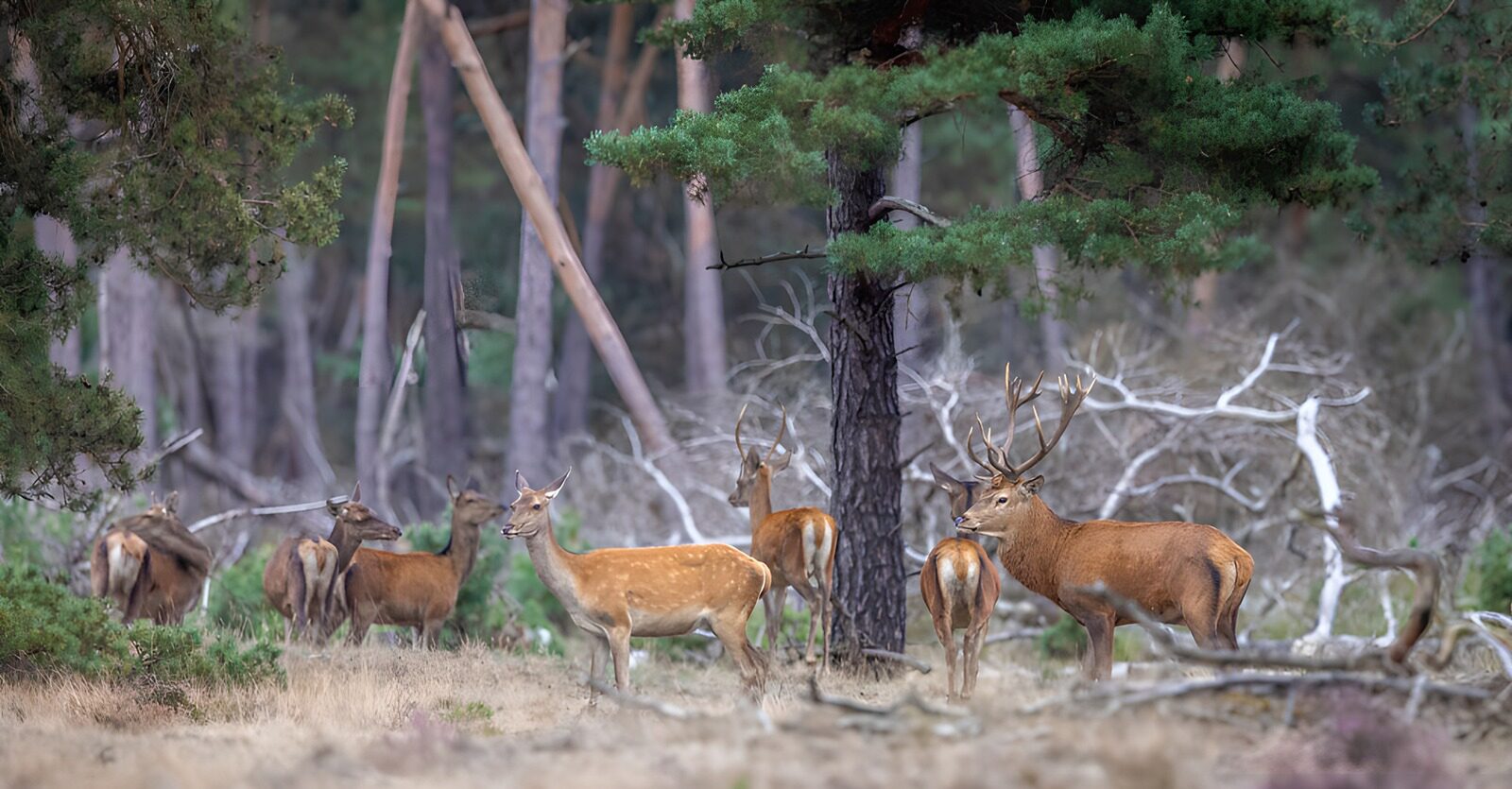 CW5737957: Groep herten in het bos