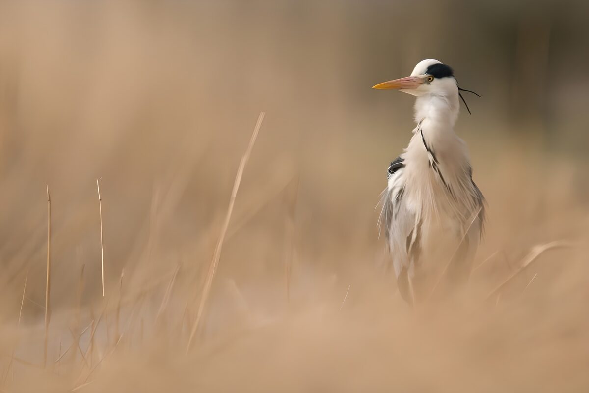 Koereiger in de ochtendmist