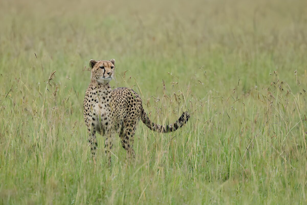 Snelheid in het gras: een cheetah
