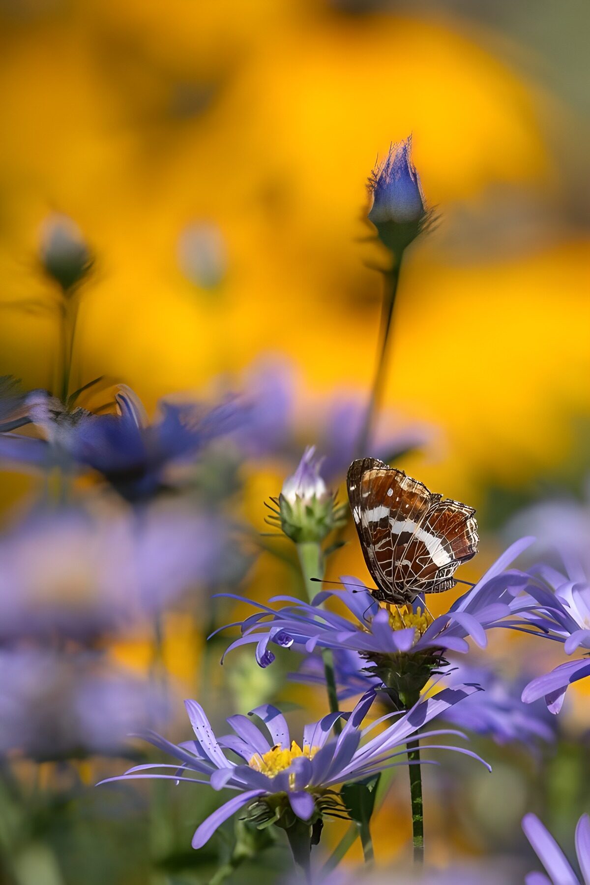 Vlinder op een paarse bloem