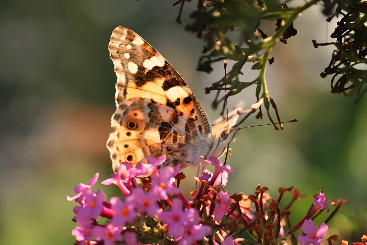 Vlinder op bloeiende planten