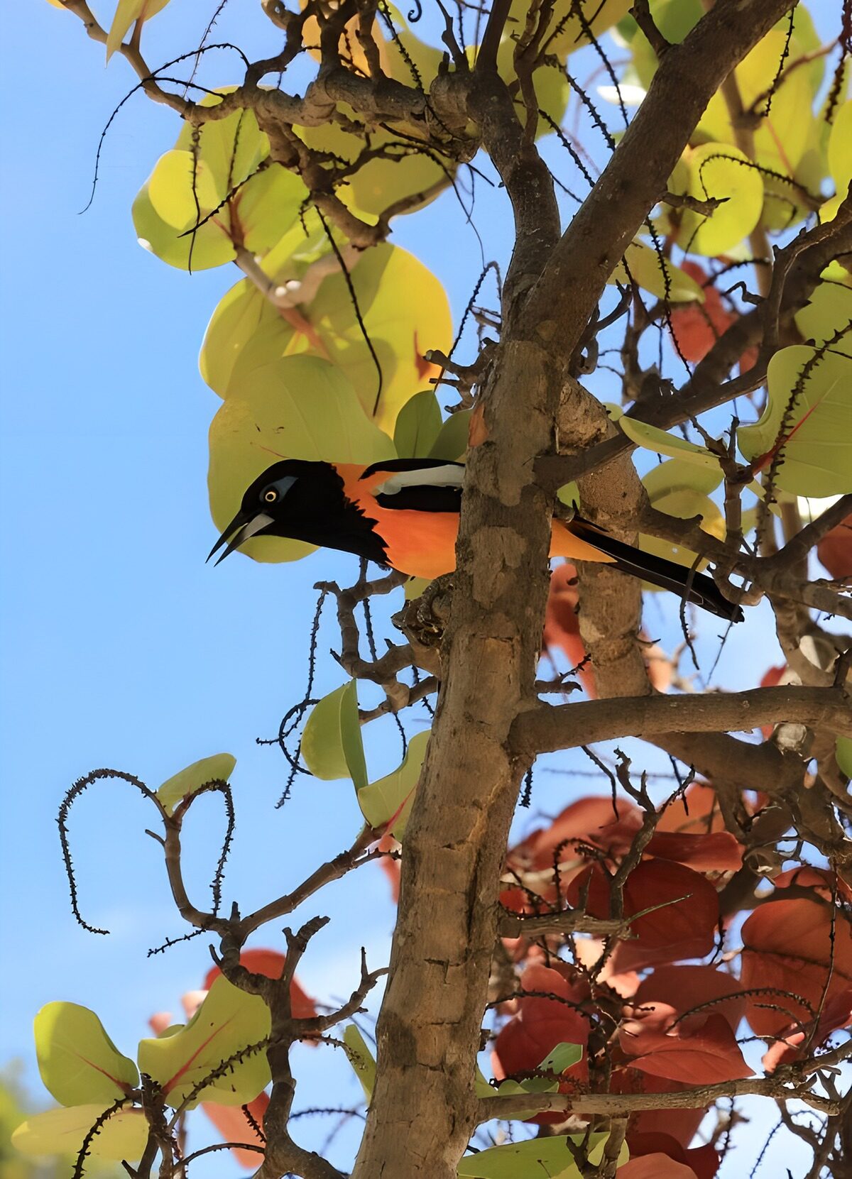 Kleurrijke vogel op een tak