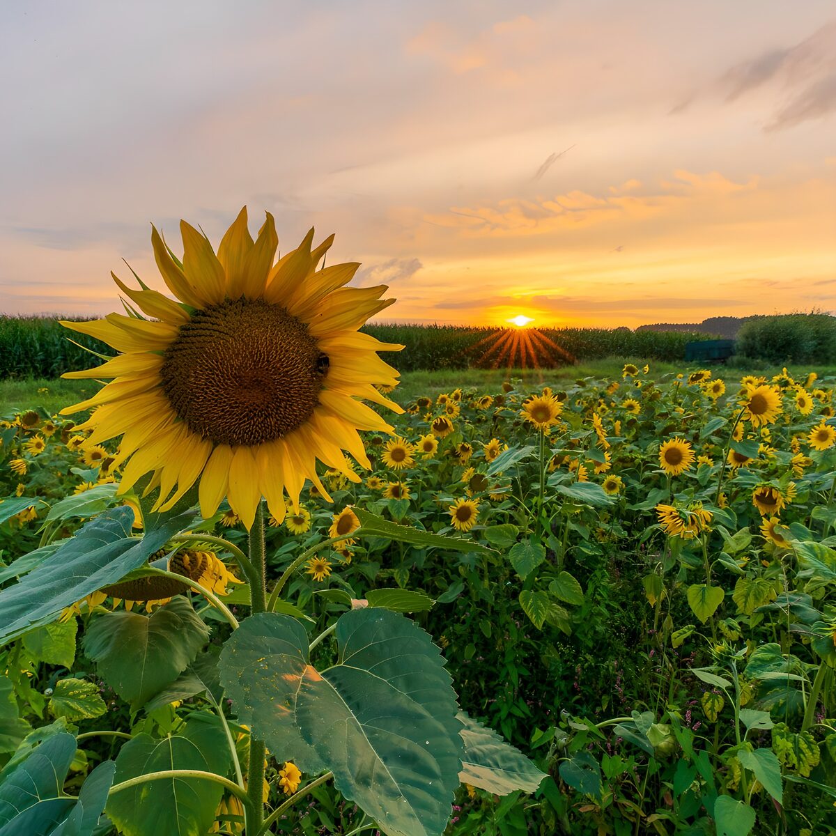 Stralende Zonnebloemen bij Zonsondergang